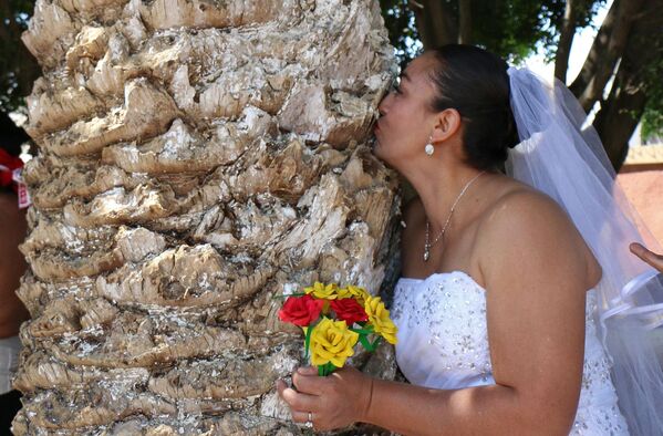Une militante écologiste embrasse un arbre lors de l’événement appelé &quot;Épouse un arbre&quot; de la communauté de San Jacinto Amilpas, dans l&#x27;État d&#x27;Oaxaca, au Mexique, le 25 février 2018. Cette tradition est née comme un rituel de remerciement à la Terre Mère et a ensuite cédé la place à un mariage symbolique basé sur les coutumes incas où des femmes et des hommes &quot;épousent&quot; des arbres. - Sputnik Afrique