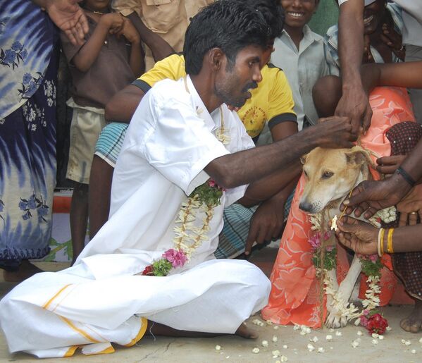P. Selvakumar, à gauche, place une guirlande sur une chienne errante nommée Selvi, drapée d&#x27;un sari, lors d&#x27;une cérémonie de mariage à Manamadurai, en Inde, le 11 novembre 2007. Il a épousé l’animal lors d&#x27;une cérémonie traditionnelle hindoue dans le but d&#x27;expier la lapidation à mort de deux autres chiens, un acte qui, selon lui, l&#x27;a maudit. - Sputnik Afrique