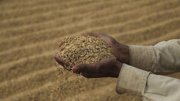 An Indian laborer dries rice crop on the outskirts of Jammu, India, Friday, Dec. 11, 2020 - Sputnik Africa