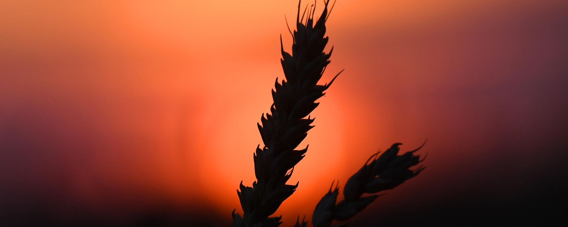 Wheat - Sputnik Africa, 1920, 21.07.2023