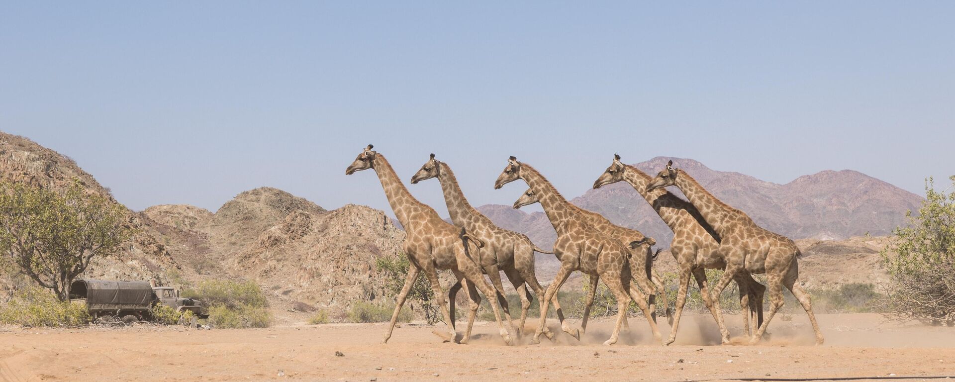 14 Angolan giraffes were successfully translocated from a private game farm in Namibia to Iona National Park in Angola. - Sputnik Africa, 1920, 09.07.2023