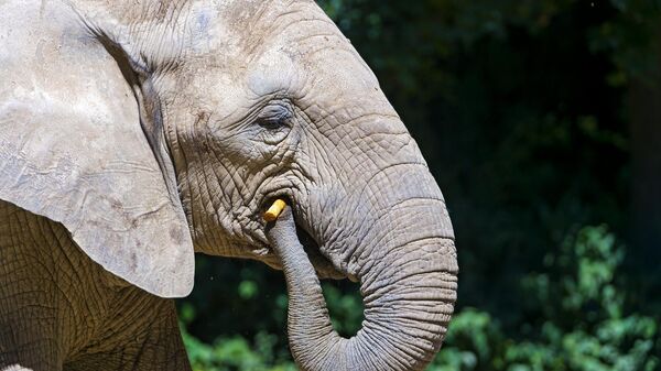 Eating elephant - Sputnik Africa