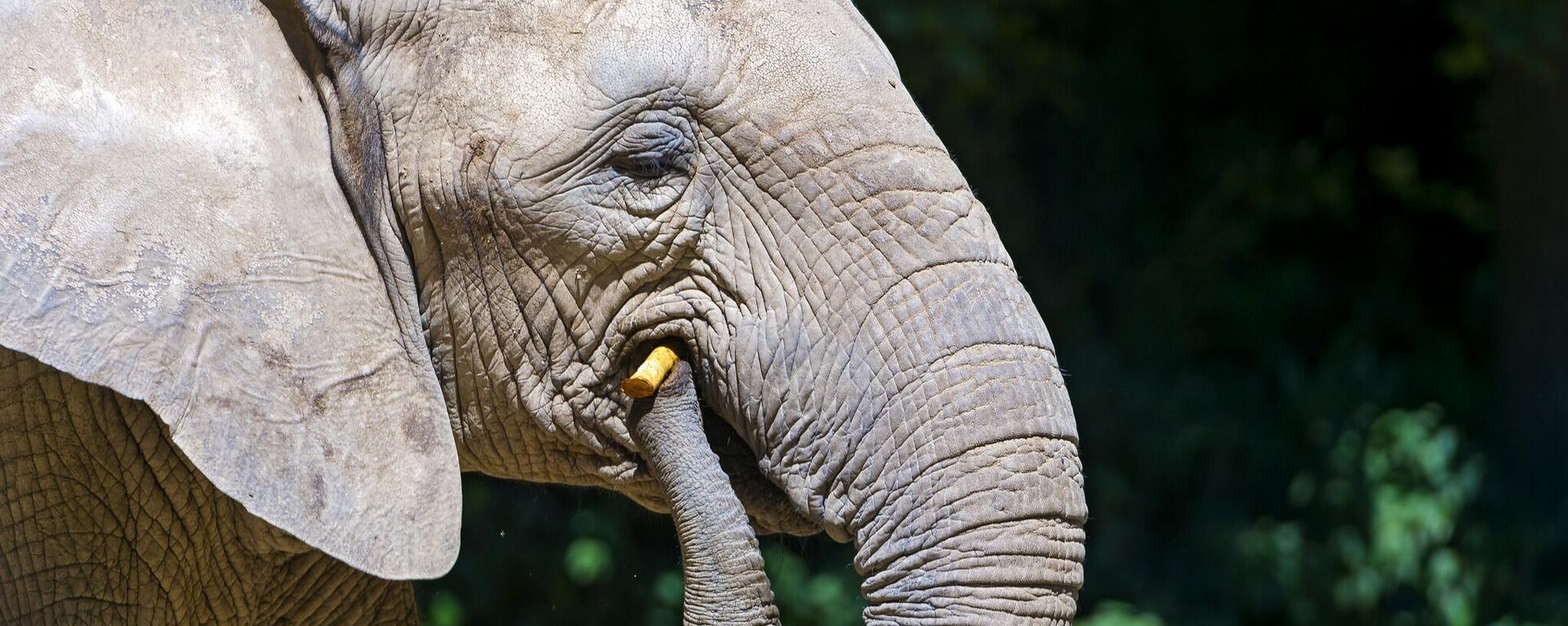 Eating elephant - Sputnik Africa, 1920, 09.07.2023