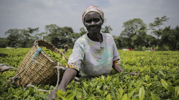 A woman picks tea leaves in Chepsonoi, Nandi county, in western Kenya - Sputnik Africa