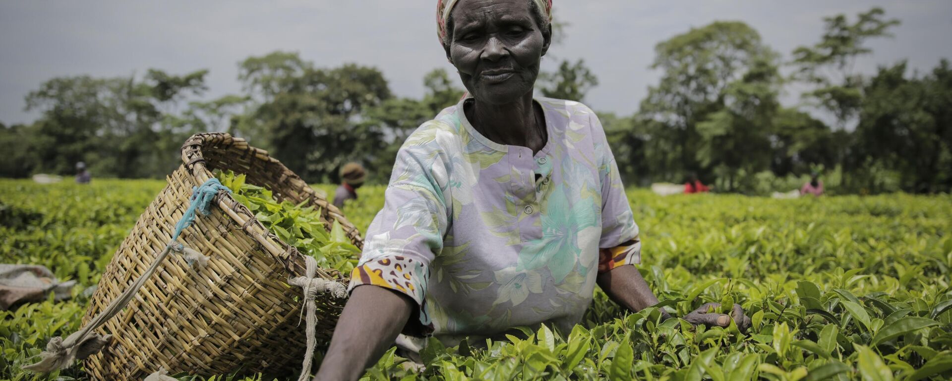 A woman picks tea leaves in Chepsonoi, Nandi county, in western Kenya - Sputnik Africa, 1920, 11.07.2023