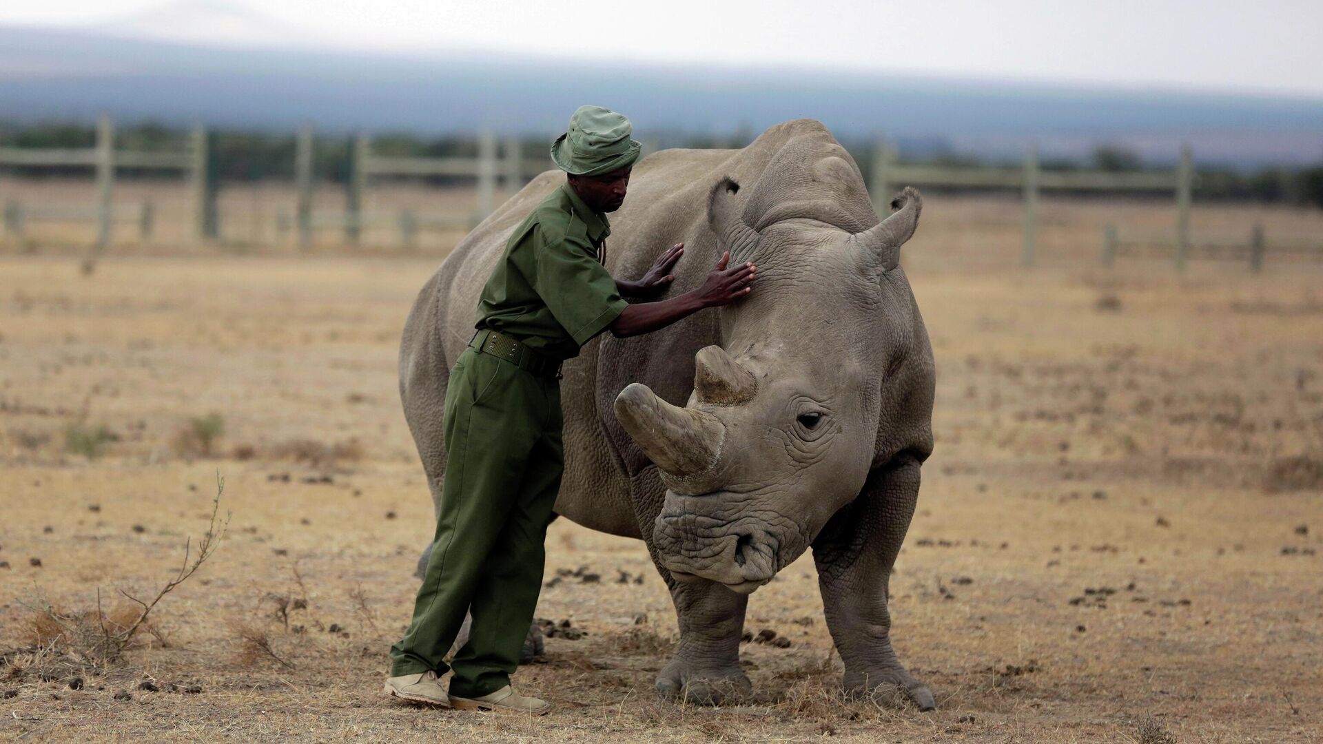 Fatu, one of only two female northern white rhinos left in the world - Sputnik Africa, 1920, 18.07.2023