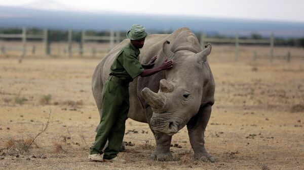 Fatu, one of only two female northern white rhinos left in the world - Sputnik Africa