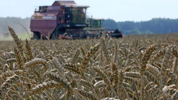Grain crops harvesting - Sputnik Africa
