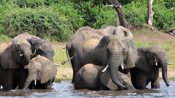 In this photo from March 3, 2013, elephants drink water at the Chobe National Park in Botswana.  - Sputnik Africa