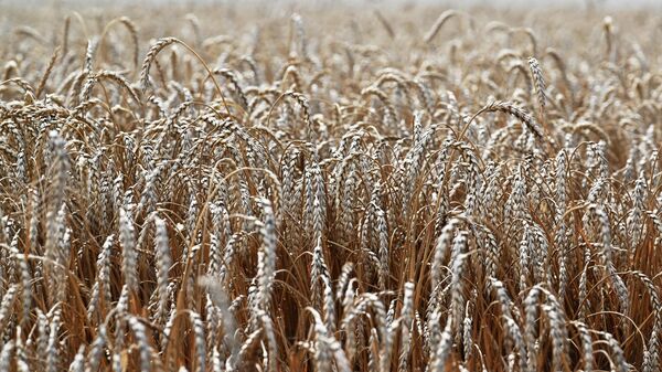 Wheat in the village of Bolshaya Neklinovka, Rostov Region, Russia. - Sputnik Africa