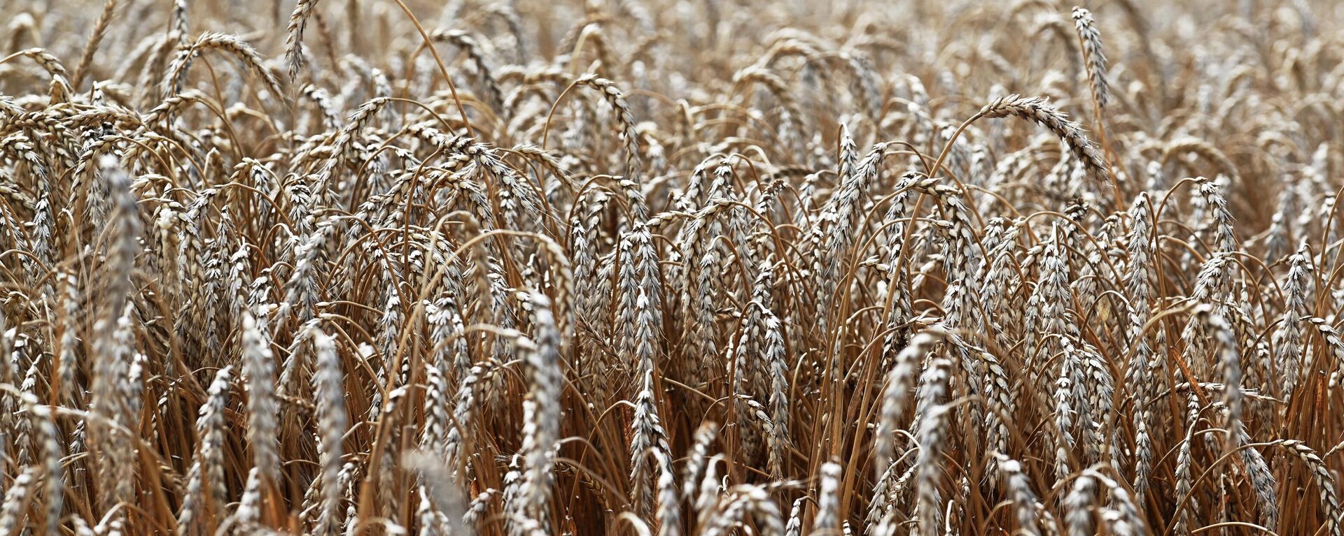 Wheat in the village of Bolshaya Neklinovka, Rostov Region, Russia. - Sputnik Africa, 1920, 04.08.2023