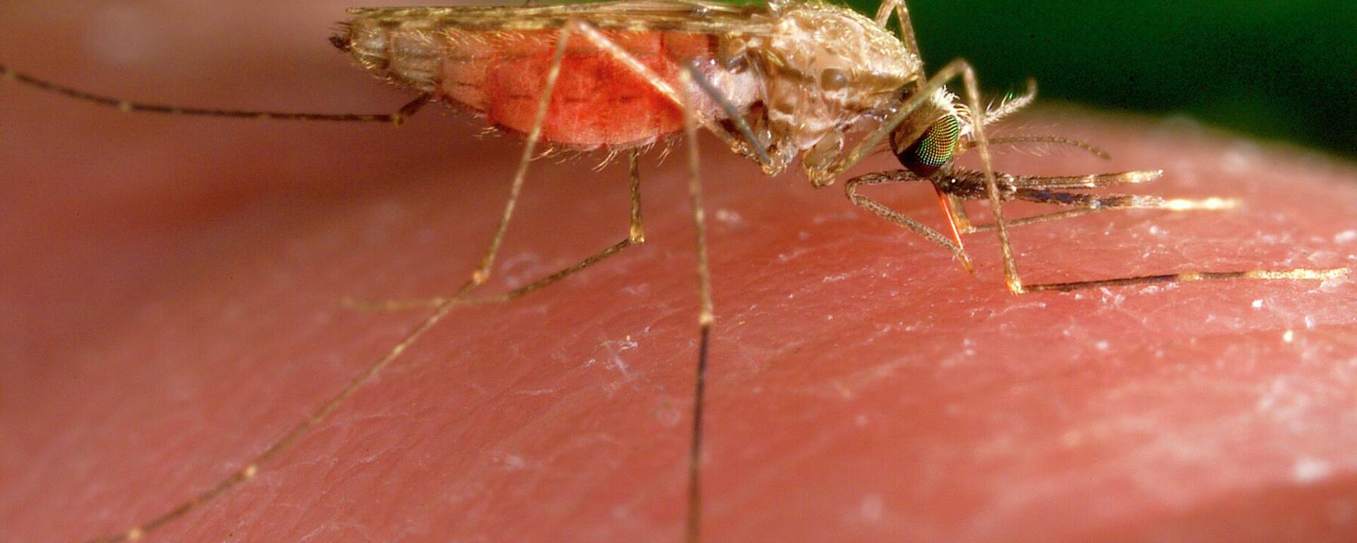 This 2014 photo provided by the US Centers for Disease Control and Prevention shows a female Anopheles gambiae mosquito feeding. This insect is a known transmitter of the parasite that causes malaria. - Sputnik Africa, 1920, 04.08.2023
