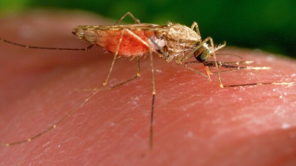 This 2014 photo provided by the US Centers for Disease Control and Prevention shows a female Anopheles gambiae mosquito feeding. This insect is a known transmitter of the parasite that causes malaria. - Sputnik Africa