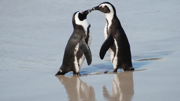 A pair of African penguins, Boulders Beach, South Africa - Sputnik Africa