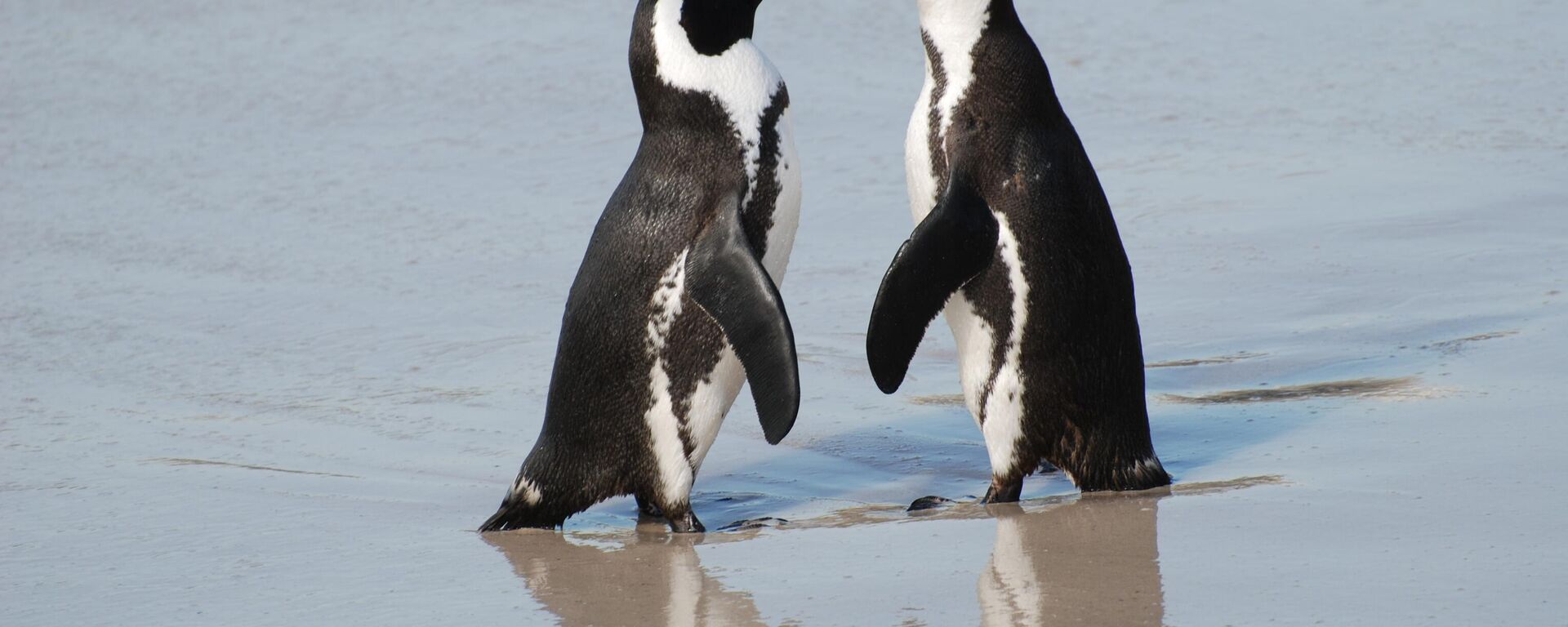 A pair of African penguins, Boulders Beach, South Africa - Sputnik Africa, 1920, 04.08.2023