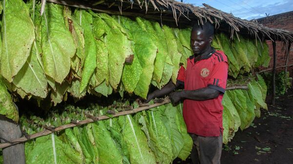 Tobacco grower Chikumbutso Chekeni hangs his freshly harvested green leaf to dry in his drying shade at his home Mlangala Village, Nambuma in Dowa District, central Malawi, April 8, 2022 - Sputnik Africa