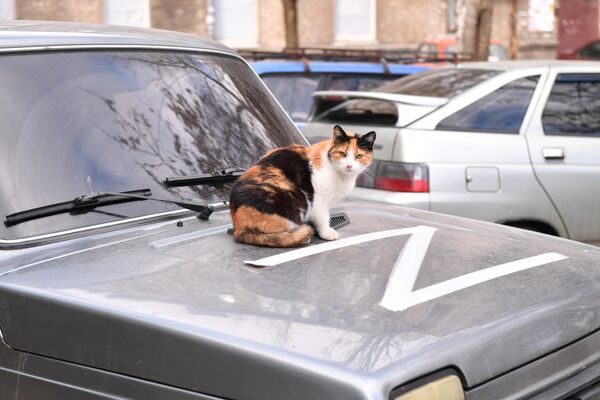 Cat on the hood of a car in Mariupol. - Sputnik Africa