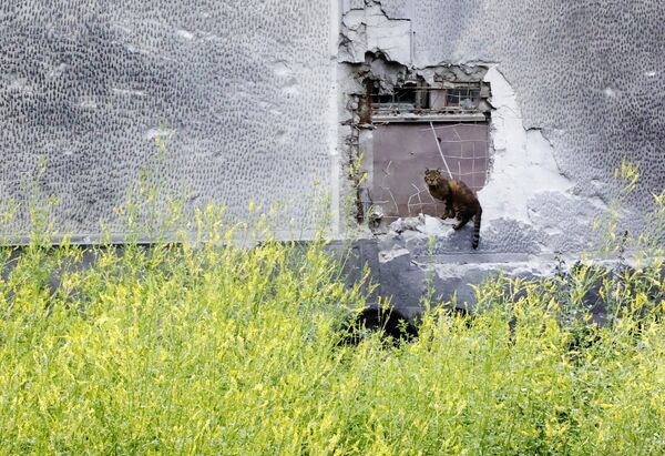 A street cat sits on a concrete fence partially destroyed by Ukrainian shelling in Donetsk. - Sputnik Africa