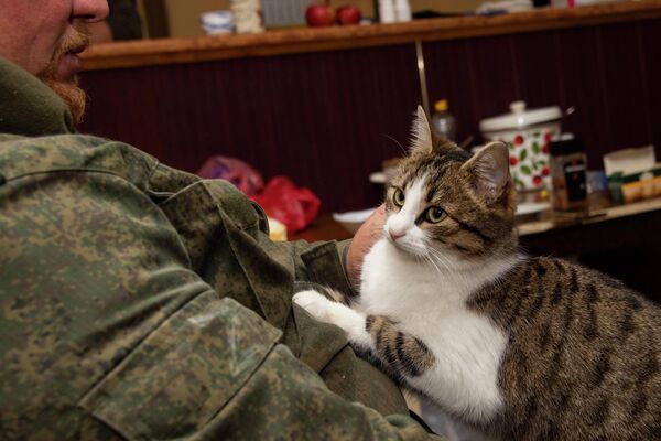 A cat at the site of the “Crimea” volunteer detachment in the Zaporozhye region. - Sputnik Africa