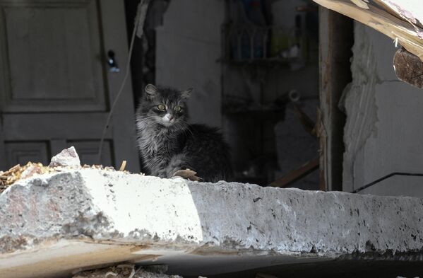 A kitten in a destroyed house on a street in Mariupol. - Sputnik Africa