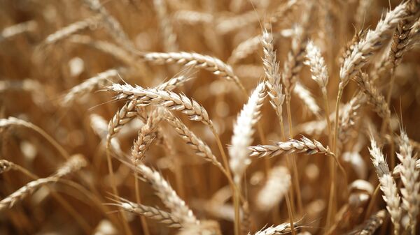 A view shows wheat ears to be harvested in the fields of Krasnodarskoe company in Krasnodar region, Russia. - Sputnik Africa