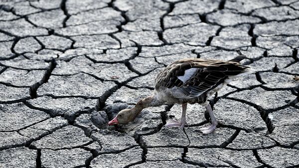 A goose walks across a dried bed of Lake Velence in Velence, Hungary, Thursday, Aug. 11, 2022.  - Sputnik Africa
