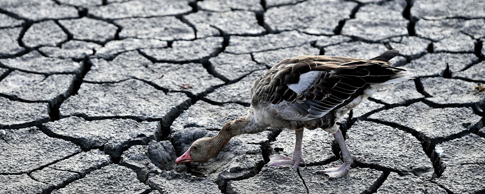 A goose walks across a dried bed of Lake Velence in Velence, Hungary, Thursday, Aug. 11, 2022.  - Sputnik Africa, 1920, 12.08.2023