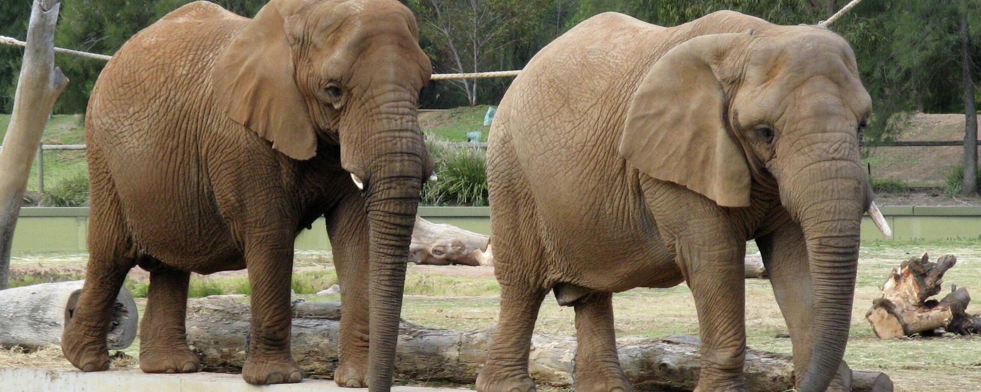 African Elephants - Sputnik Africa, 1920, 12.08.2023