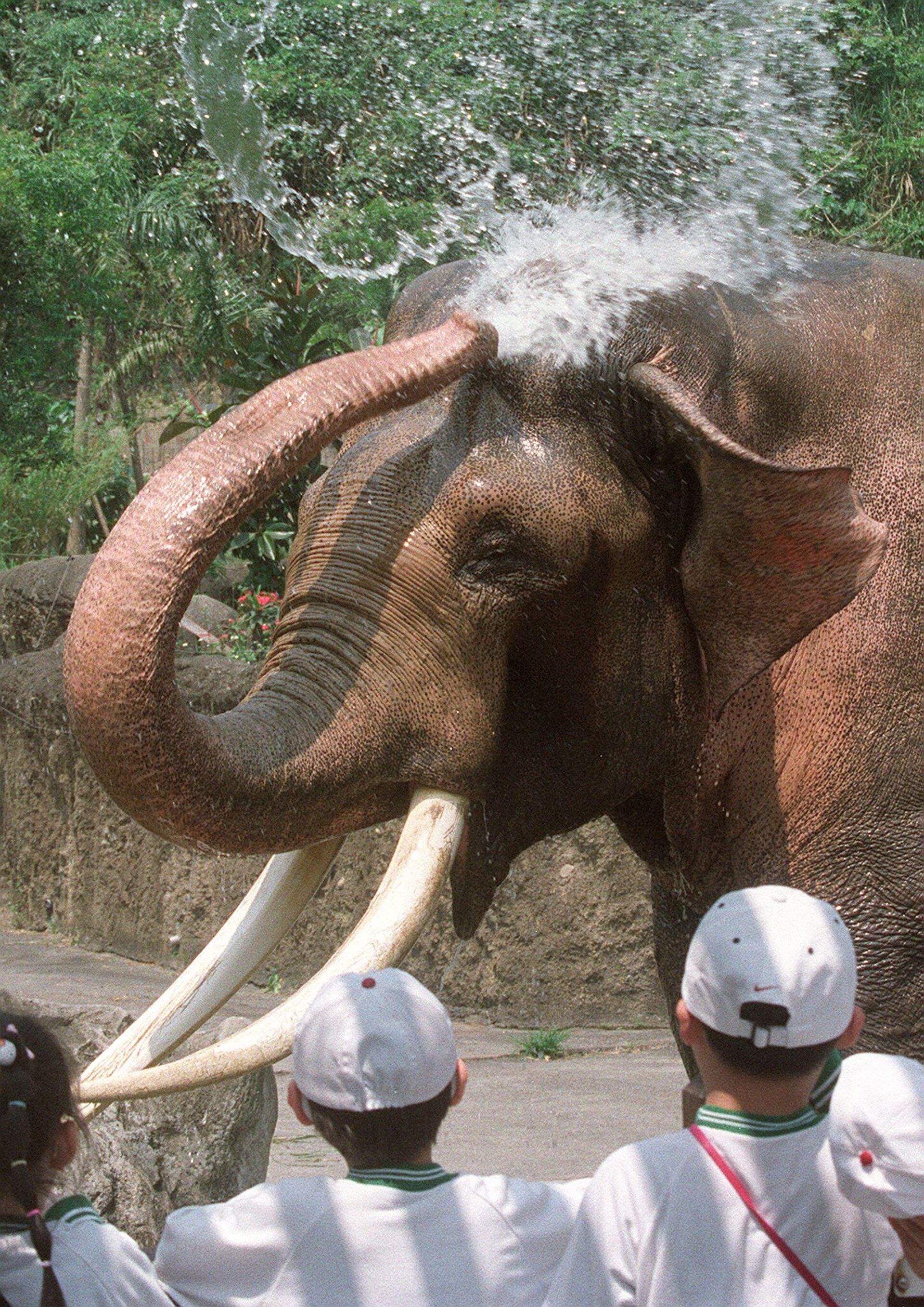 The 82-year-old elephant called Lin Wang splashes water to cool itself while a group of children looks at Taipei's Mucha Zoo 19 April, 2000.  - Sputnik Africa, 1920, 12.08.2023