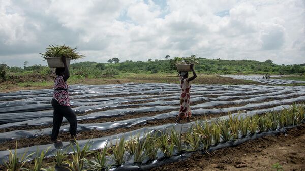 Des agriculteurs à Ekumfi, au Ghana / image d'illustration - Sputnik Afrique