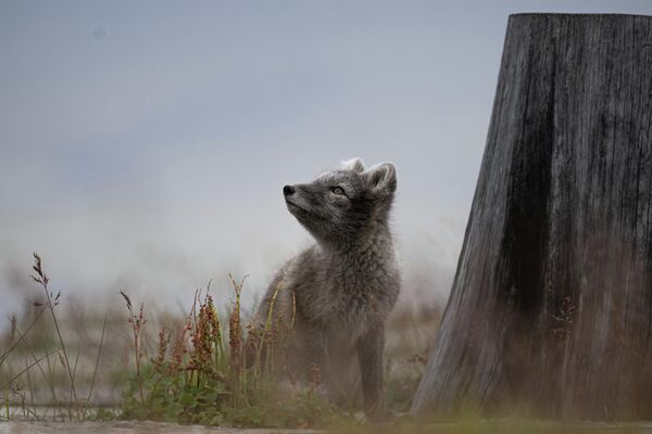 An Arctic fox puppy in the settlement of Barentsburg in the Svalbard archipelago. - Sputnik Africa