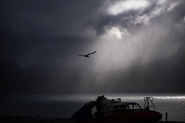 A seagull over the sea in the Svalbard archipelago. - Sputnik Africa