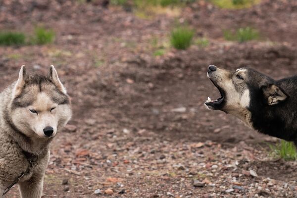 Husky dogs in a kennel in the settlement of Barentsburg on the Svalbard archipelago. - Sputnik Africa