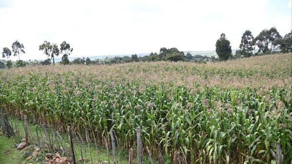 Kenya's maize - Sputnik Africa