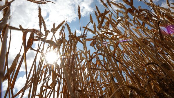 A view shows wheat ears to be harvested in the fields of Progress-Agro company in Krasnodar region, Russia. - Sputnik Africa