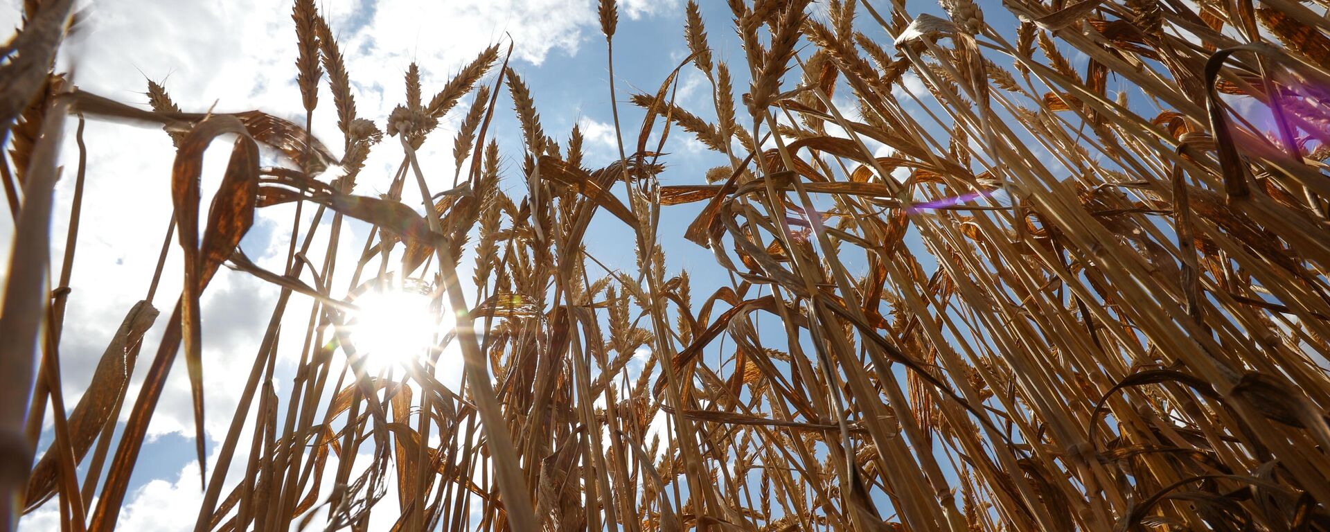 A view shows wheat ears to be harvested in the fields of Progress-Agro company in Krasnodar region, Russia. - Sputnik Africa, 1920, 06.10.2023