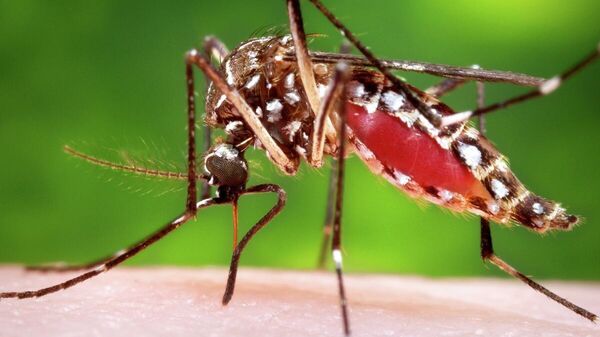 A female, Aedes aegypti mosquito obtaining a blood meal from a human host - Sputnik Africa