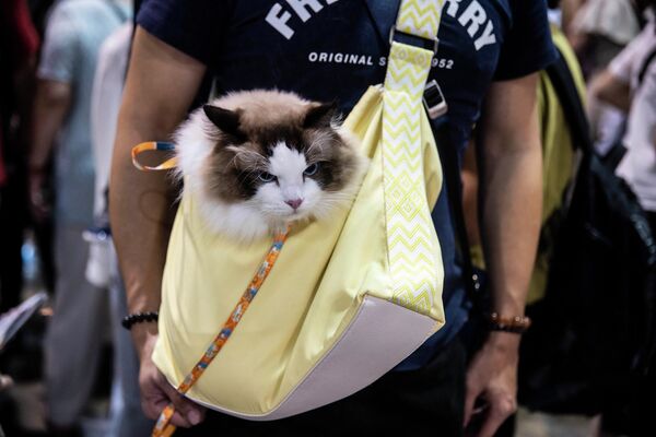 People attend a cat expo at the Hong Kong Convention and Exhibition Centre in Hong Kong on August 25, 2023.  - Sputnik Africa