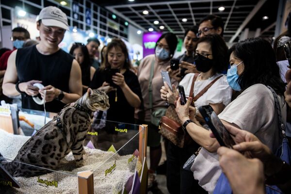 A cat enjoys the attention of feline fans at the Hong Kong Convention and Exhibition Centre on August 25, 2023. - Sputnik Africa