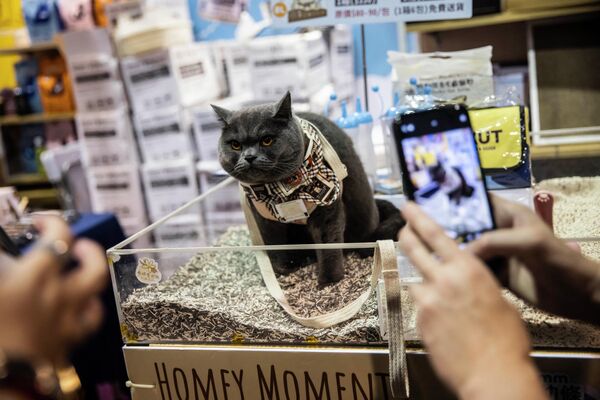 People take pictures of a cat participating in the first Hong Kong Cat Expo 2023. - Sputnik Africa