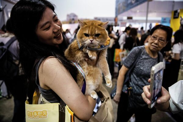 Guests of the Hong Kong Cat Expo, which is taking place from August 25 to 27.  - Sputnik Africa