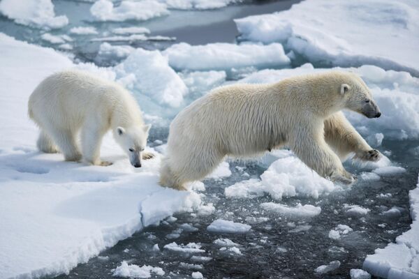 A polar bear with her cub near the Franz Josef Land archipelago in the Barents Sea. - Sputnik Africa
