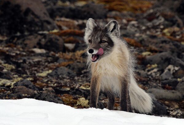 Arctic fox on an island in the Franz Josef Land archipelago. - Sputnik Africa