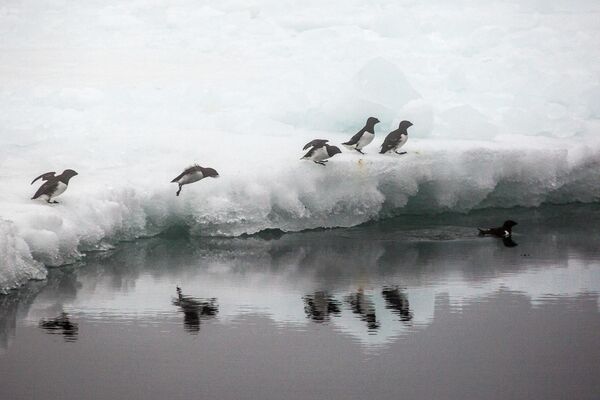 Little auks on an ice floe off the coast of an island of the Franz Josef Land archipelago. - Sputnik Africa