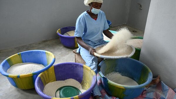 An employee of Rama Cereal, a local cereal processing plant, processes millet grain to make millet porridge in Abobo, a popular district in Abidjan on June 23, 2022.  - Sputnik Africa