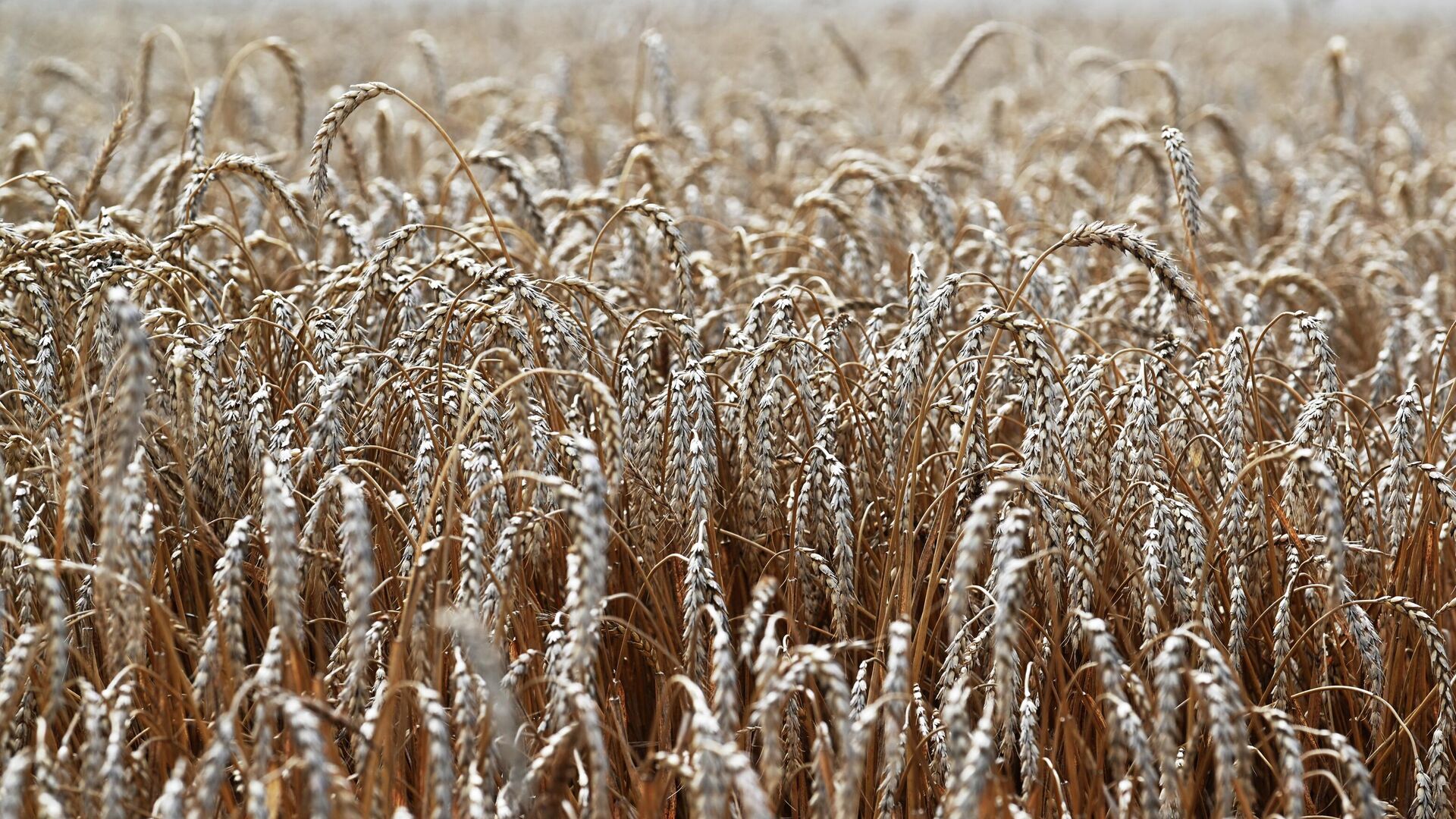 Wheat Harvesting in the Rostov Region - Sputnik Africa, 1920, 12.09.2023