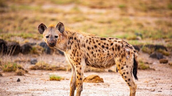 Un clan d’hyènes se rassemble pour sauver un des leurs des mâchoires d'un énorme lion - Sputnik Afrique