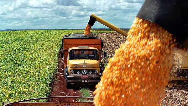 Maize production from a farm is loaded onto trucks in the city of Guarapuava, Paraná, Brazil. - Sputnik Africa