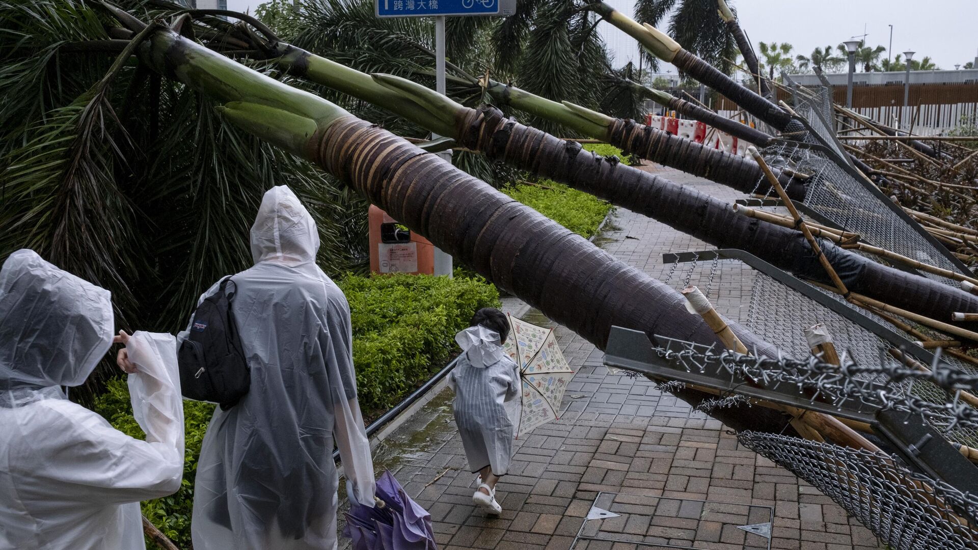People make their way past fallen trees in the aftermath of Typhoon Saola in Tseung Kwan O in Hong Kong on September 2, 2023. Typhoon Saola swept across southern China on September 2 after tearing down trees and smashing windows in Hong Kong, although the megacity avoided a feared direct hit from one of the region's strongest storms in decades. - Sputnik Africa, 1920, 04.09.2023
