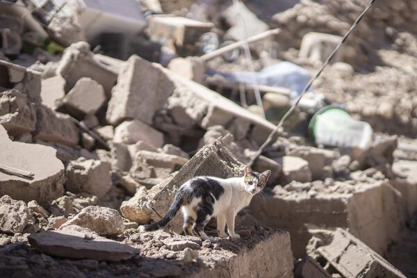 A cat walks through the rubble after an earthquake in Moulay Brahim village, near Marrakech, Morocco, Saturday, Sept. 9, 2023. A rare, powerful earthquake struck Morocco late Friday night, killing more than 800 people and damaging buildings from villages in the Atlas Mountains to the historic city of Marrakech. But the full toll was not known as rescuers struggled to get through boulder-strewn roads to the remote mountain villages hit hardest. - Sputnik Africa